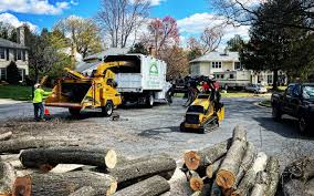 Best Storm Damage Tree Cleanup  in Cricket, NC