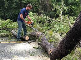 Best Tree Removal Service  in Cricket, NC