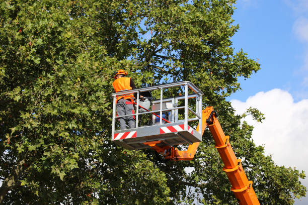 Best Tree Preservation Services  in Cricket, NC