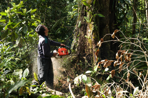 Tree and Shrub Care in Cricket, NC