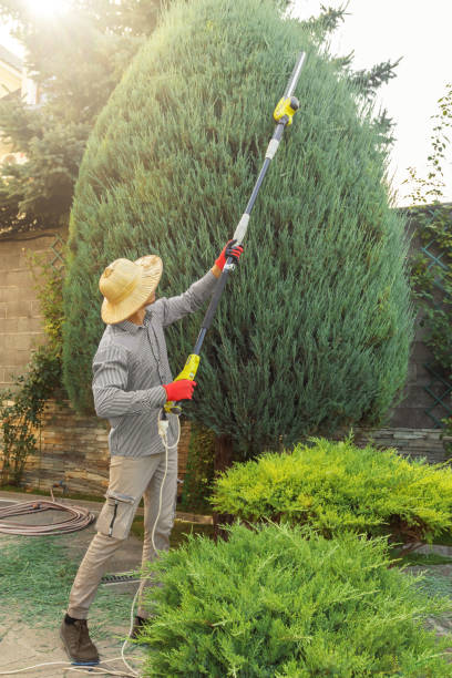 Why Choose Our Tree Removal Services in Cricket, NC?