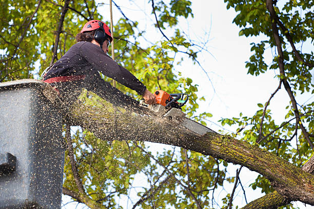 Best Stump Grinding and Removal  in Cricket, NC